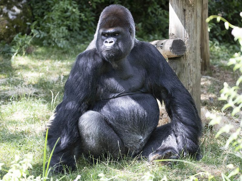 Asato - Gorille des plaines de l'Ouest - Animaux extraordinaires du ZooParc Asato - Gorille des plaines de l'Ouest - Animaux extraordinaires du ZooParc