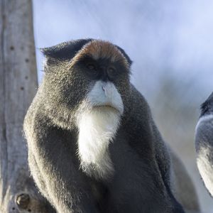 Les Allées des Petits Singes - Territoire du ZooParc de Beauval