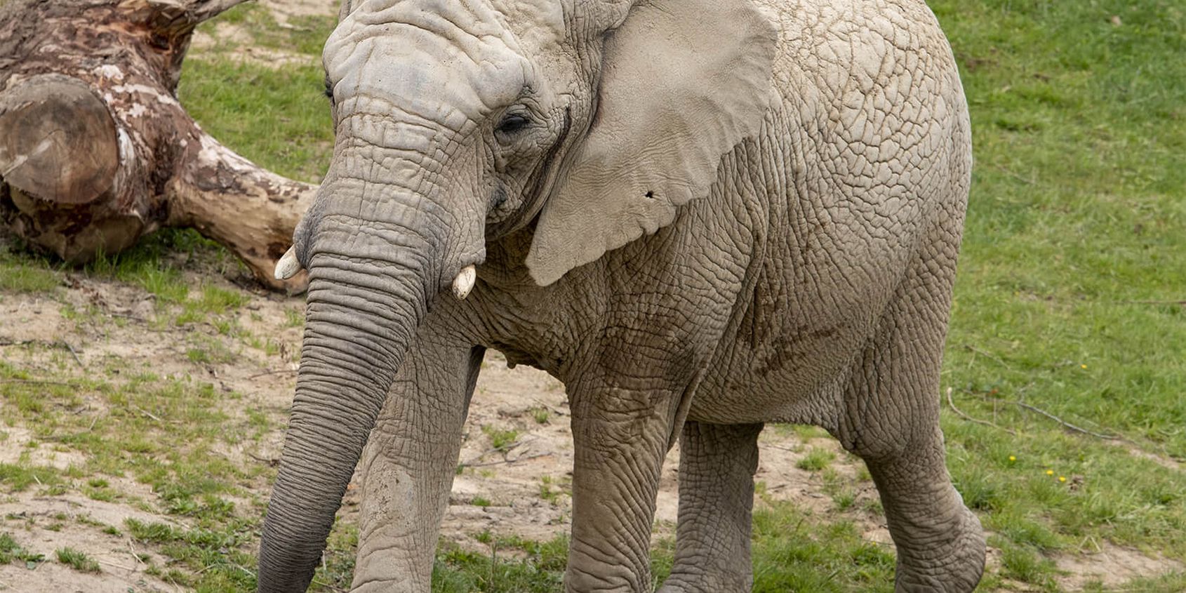 Éléphant - Les animaux de La Plaine des Éléphants - ZooParc de Beauval