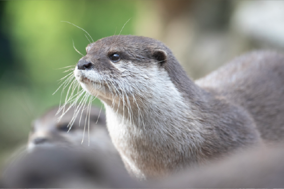 Nouveauté 2026 : découvrez le Pass Zen au ZooParc de Beauval