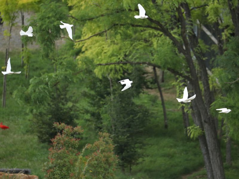 Colombes blanches en vol - Spectacle d'oiseaux - Les Maîtres des Airs
