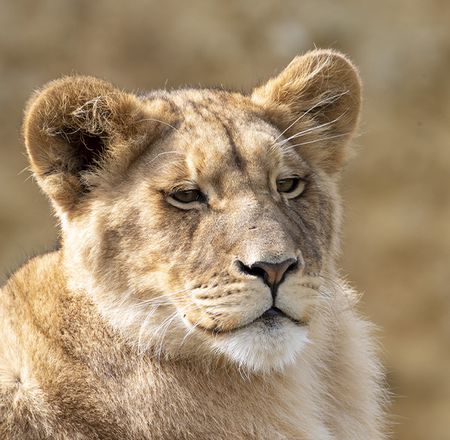 Animation enregistrée lions - Animation - Activité du ZooParc de Beauval