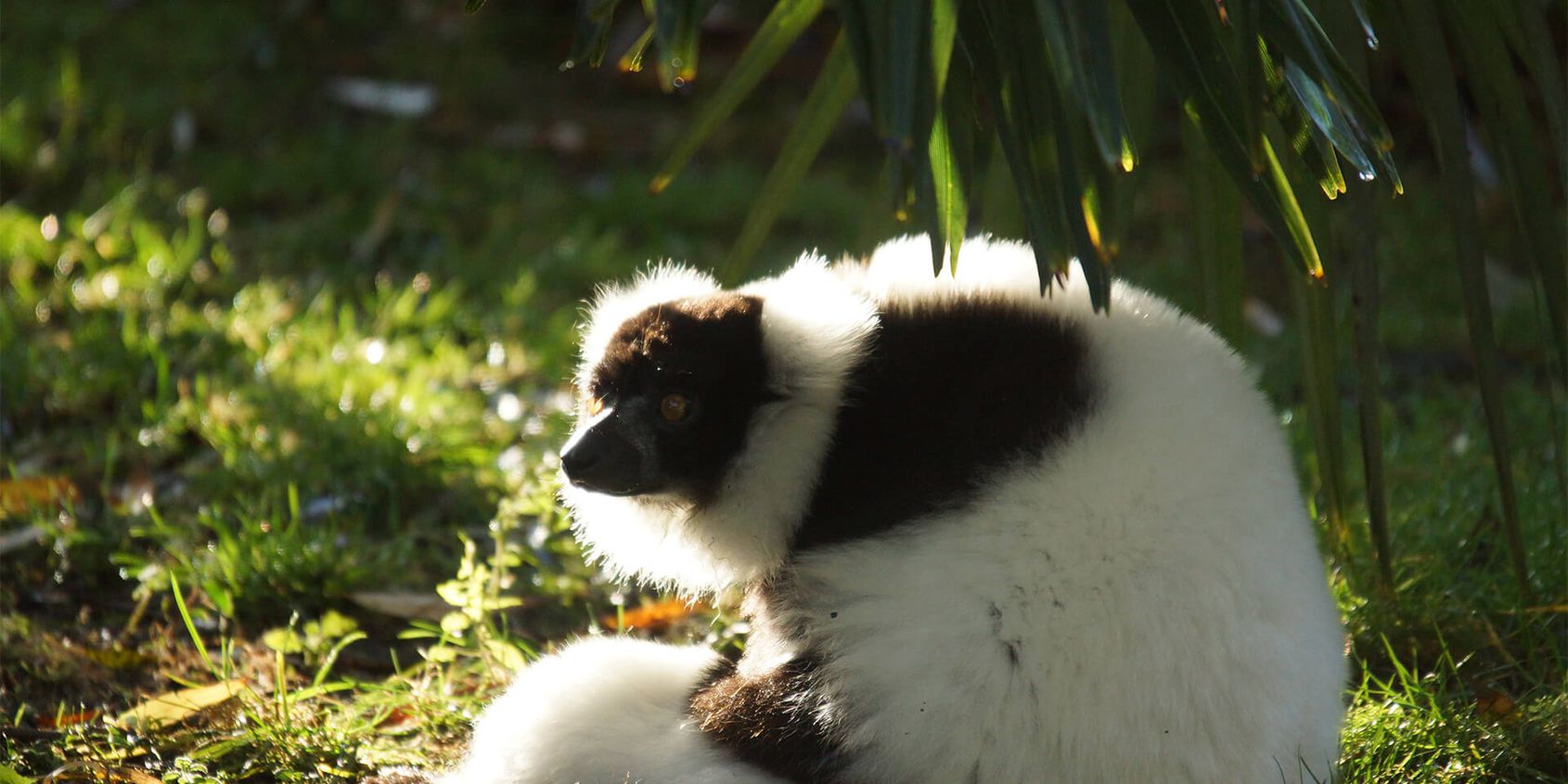 Vari noir et blanc - Les animaux de L'Allée Historique - ZooParc de Beauval