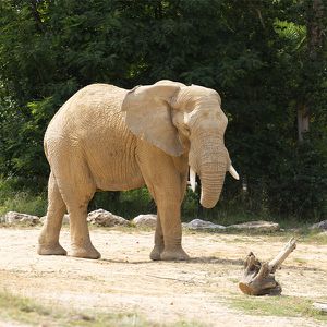 Animations Afrique Maison Beauval Nature - Safari-quiz - ZooParc de Beauval