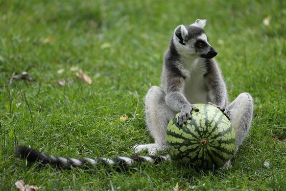 Ring-tailed lemur