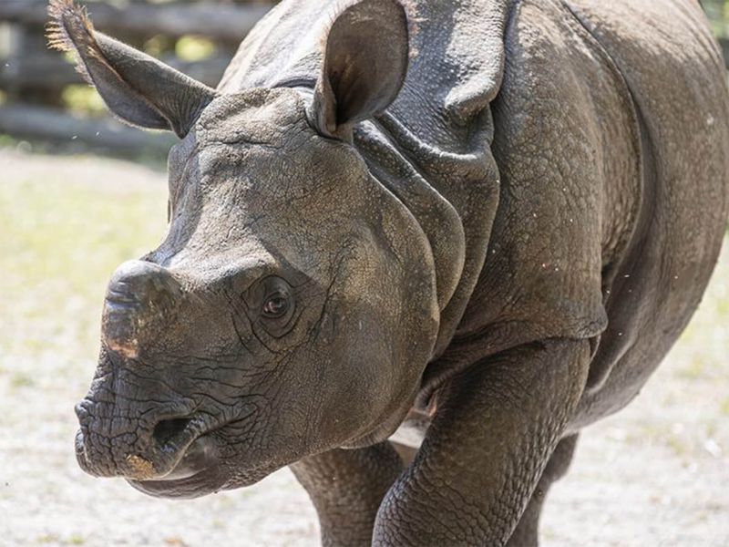 Gainda, notre rhinocéros indien - Les animaux de La Plaine Asiatique - ZooParc de Beauval