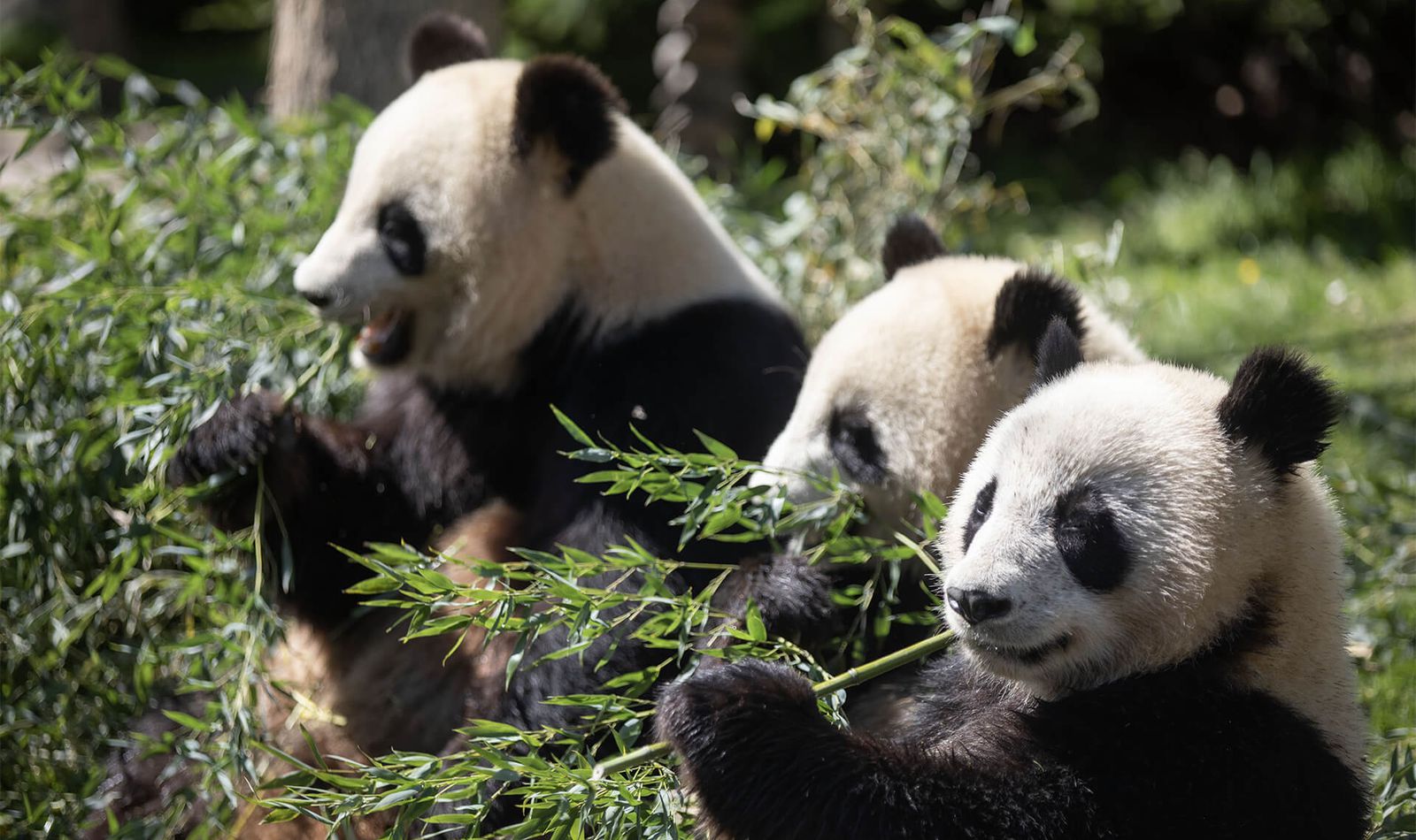 Sur les traces du panda géant - Activité familiale - ZooParc de Beauval