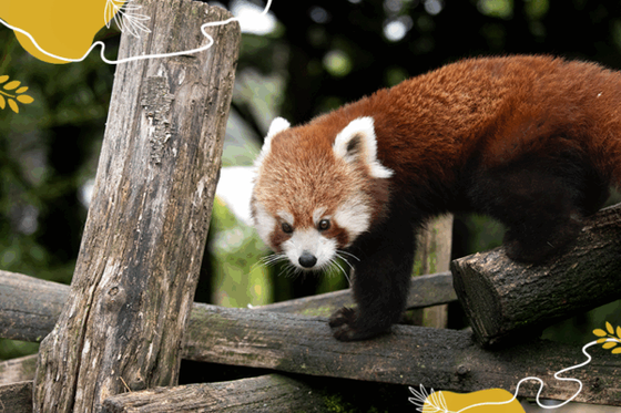 Journée mondiale des pandas roux : sauvons-les et votons pour le prénom du dernier bébé né à Beauval !