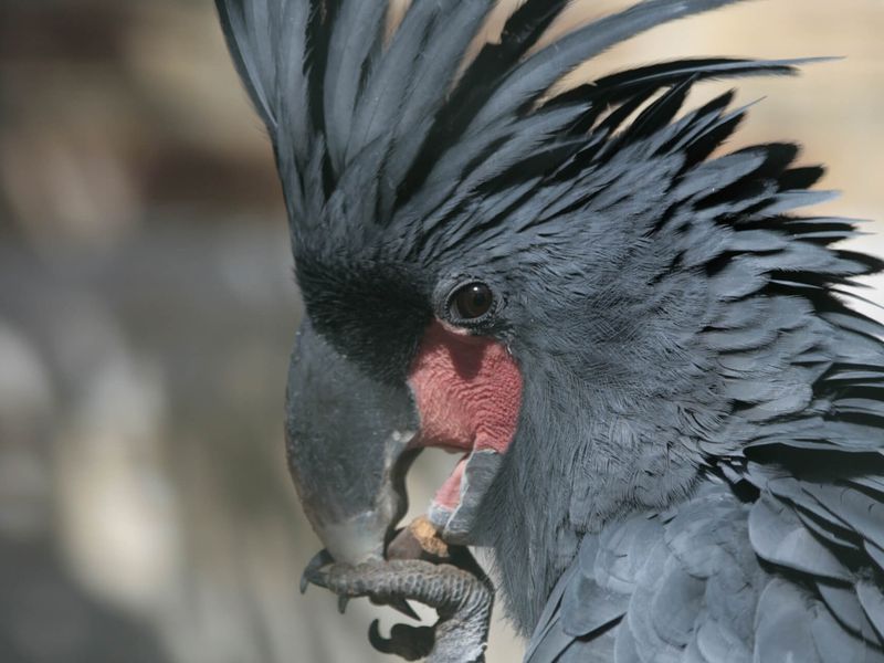 Microglosse ou cacatoès noir - Les animaux de La Rotonde des Perroquets - ZooParc de Beauval