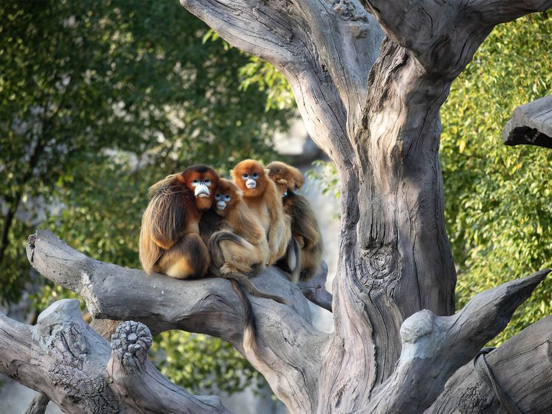 Singe doré - Animaux extraordinaires du ZooParc