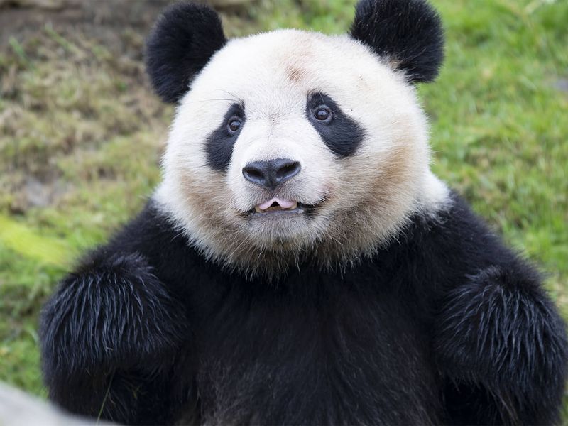 Bebes Panda 21 Zooparc De Beauval