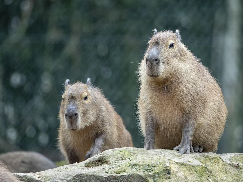 Capybara - Animaux extraordinaires du ZooParc