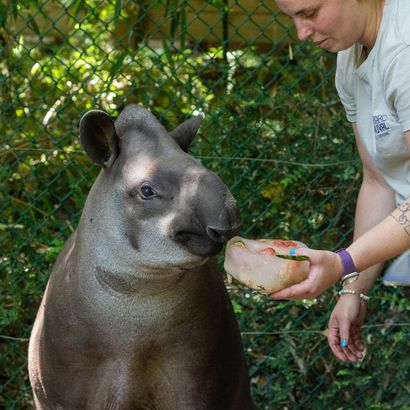 Tapir terrestre en train de manger un enrichissement glacé sous l'œil de son soigneur