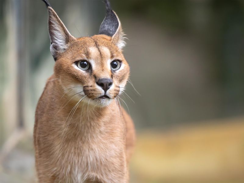Caracal - Animaux extraordinaires du ZooParc Caracal - Animaux extraordinaires du ZooParc