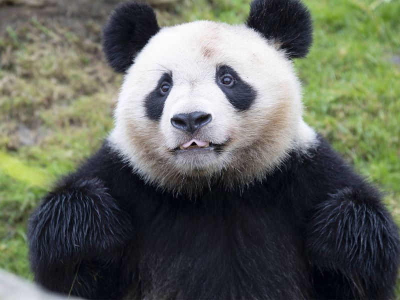 Yuan Meng - Premier bébé panda de France - ZooParc de Beauval