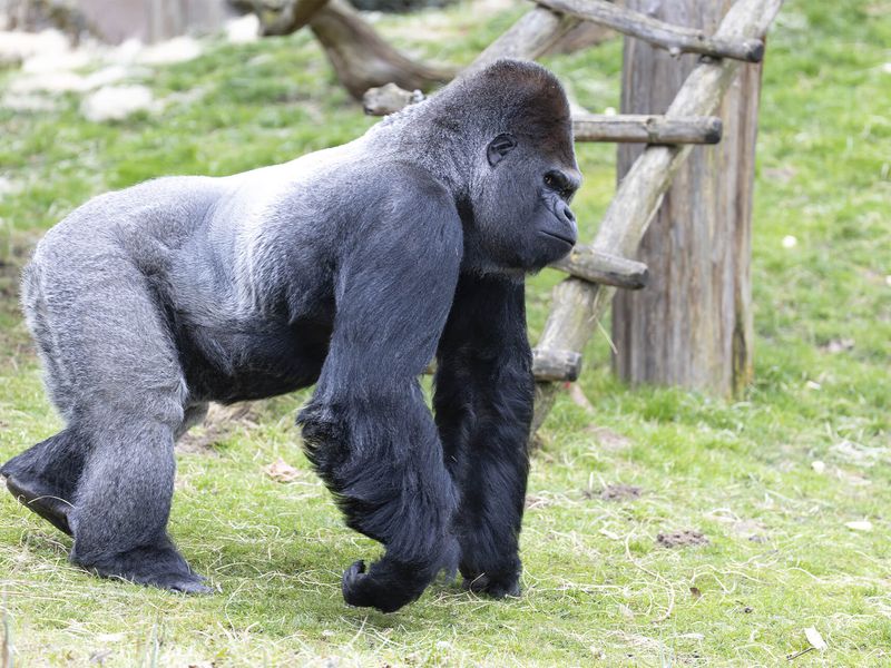Asato - Gorille des plaines de l'Ouest - Animaux extraordinaires du ZooParc Asato - Gorille des plaines de l'Ouest - Animaux extraordinaires du ZooParc