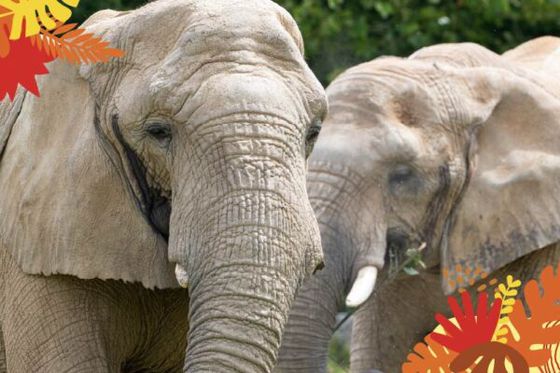 Safari en Afrique, à la Maison Beauval Nature !