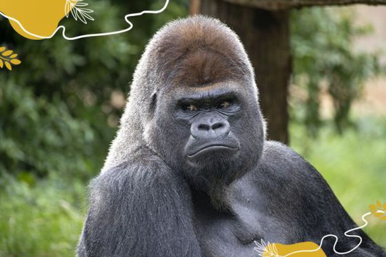 Journée mondiale des gorilles : 15 individus à admirer à Beauval !