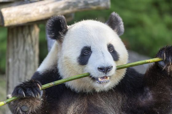 Yuandudu et Huanlili rejoindront la Chine le 17 décembre : l’histoire des pandas se poursuit à Beauval