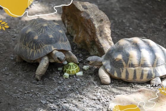 Journée mondiale des tortues : qui se cache sous ces belles carapaces ?