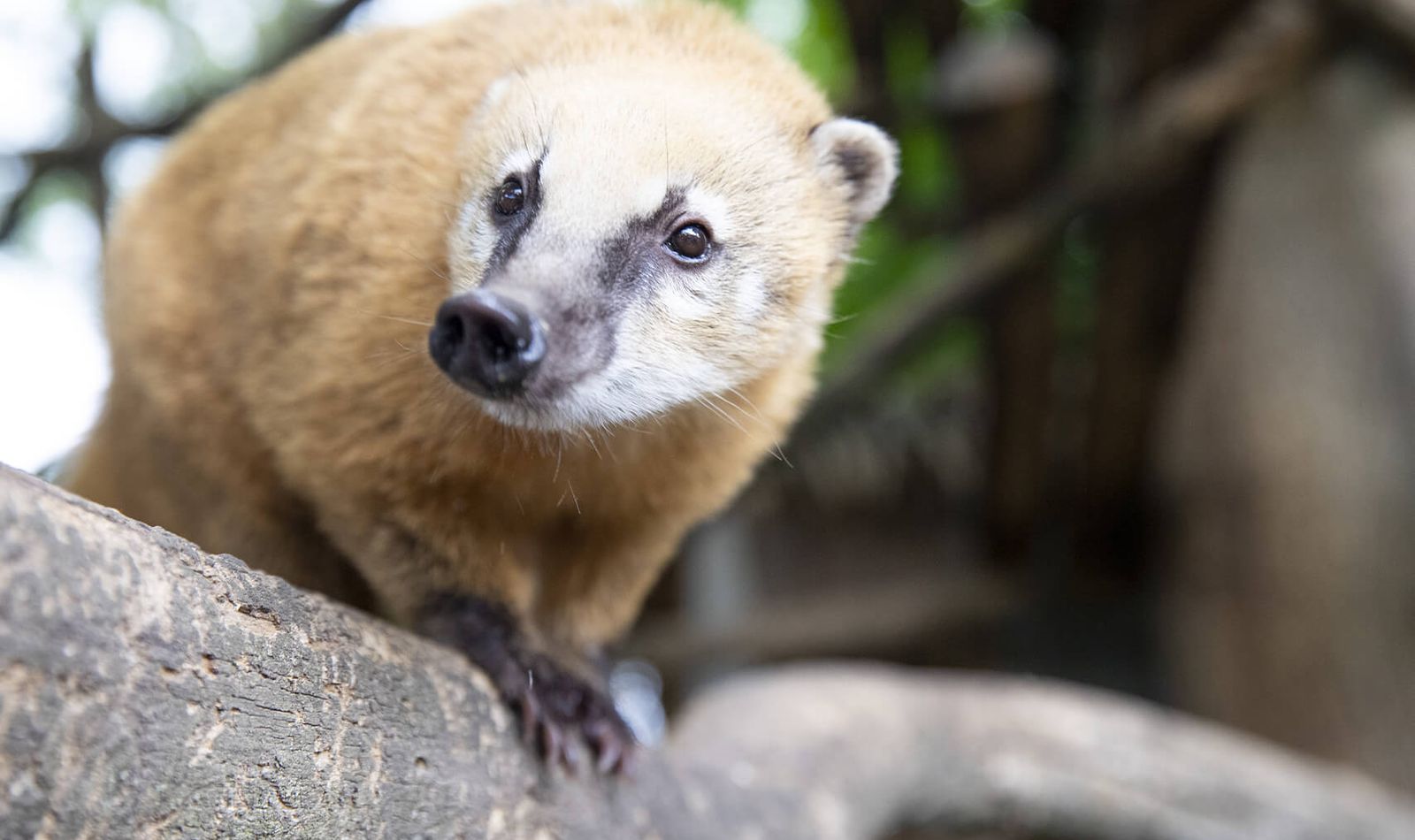 La protection des animaux, un enjeu majeur pour Beauval - Coati roux - ZooParc de Beauval