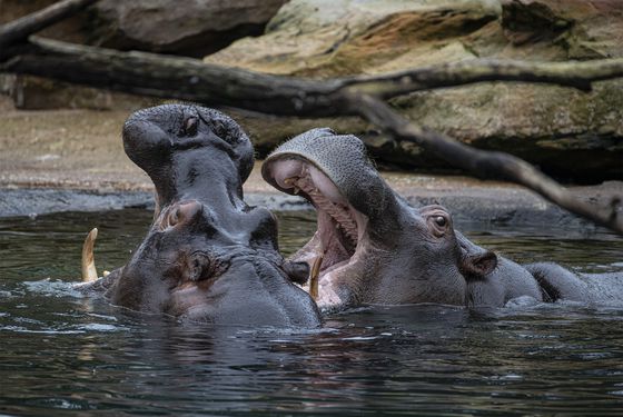 Animaux sauteurs-hippopotamus Spordas