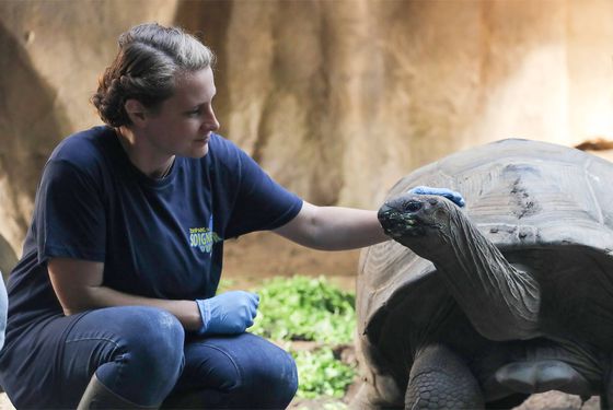 Tortues d'Aldabra - Activité adulte Soigneur d'un Jour - ZooParc de Beauval