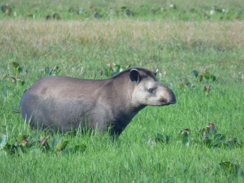 Tapir terrestre dans la nature - Beauval Nature - ZooParc de Beauval