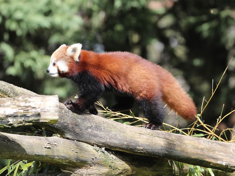 Red pandas - Animals of the ZooParc de Beauval