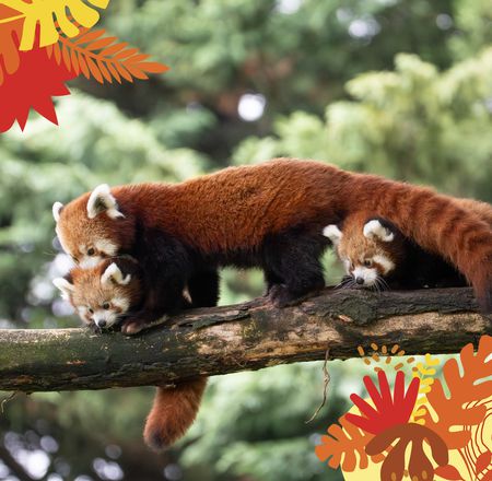 Animations Tour du Monde - Maison Beauval Nature - Visite au ZooParc de Beauval