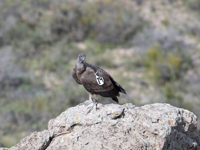 Relâché Pachamama, condor des Andes - Association Beauval Nature - ZooParc de Beauval
