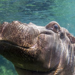 La Réserve des Hippopotames - Territoire du ZooParc de Beauval
