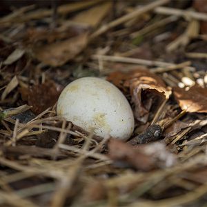 Animations Maison Beauval Nature - Jeu de piste œufs - ZooParc de Beauval