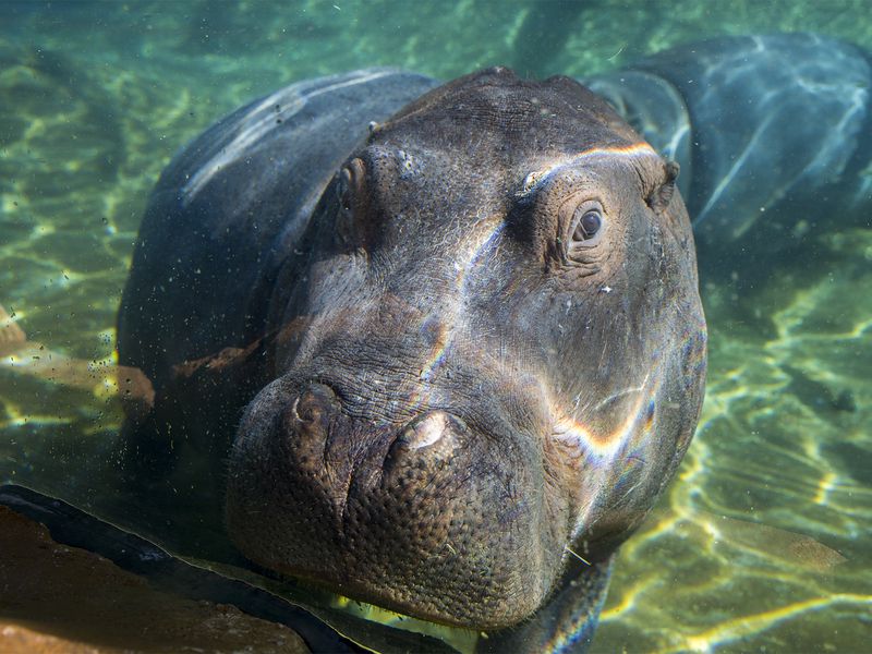 Hippopotame sous l'eau - Beauval Nature - ZooParc de Beauval Hippopotame sous l'eau - Beauval Nature - ZooParc de Beauval