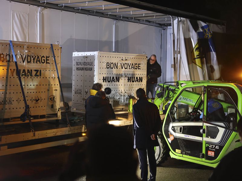 Départ Huan Huan et Yuan Zi - Pandas géants - ZooParc de Beauval Départ Huan Huan et Yuan Zi - Pandas géants - ZooParc de Beauval