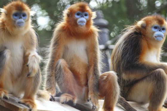 Parrainez le groupe des singes dorés et donnez un bon coup de patte à la biodiversité !