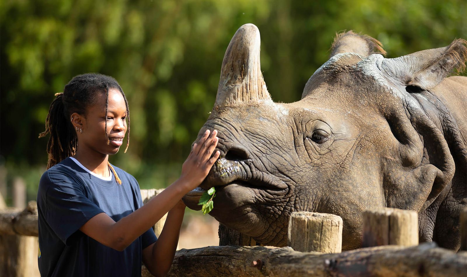 Activité Rencontres privilèges - Contact privilégié avec rhinocéros indien - Au plus près des animaux - ZooParc de Beauval