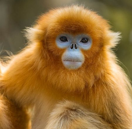 Nouveauté 2025 - Singes dorés - ZooParc de Beauval