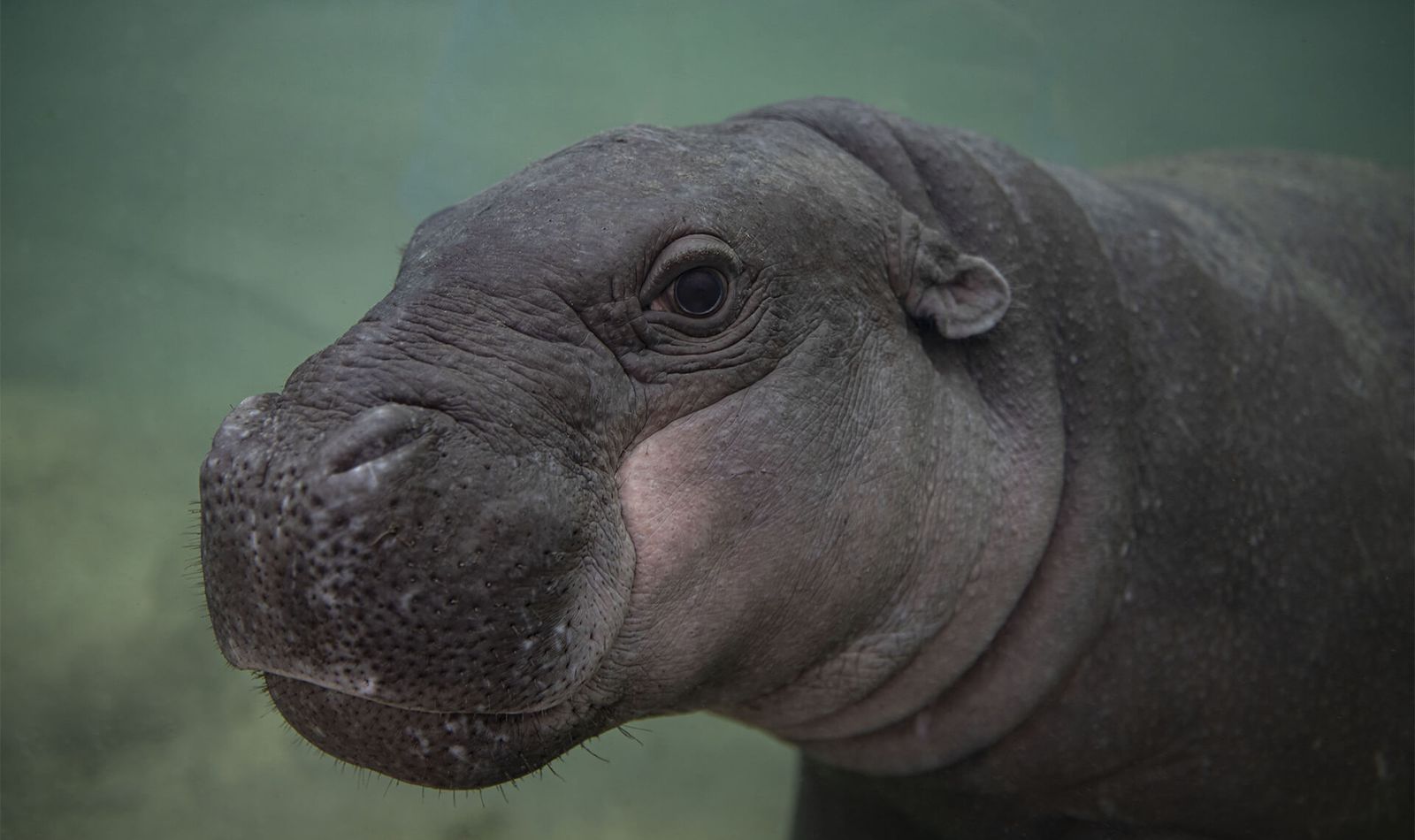 Hippopotame pygmée - Animaux extraordinaires du ZooParc