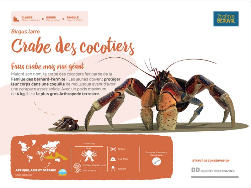 Nouveau panneau pédagogique du Dôme Équatorial -  Crabe des cocotiers - Pédagogie - ZooParc de Beauval