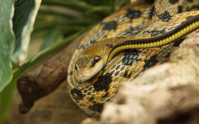 Serpent ratier de Taiwan - L'histoire du ZooParc