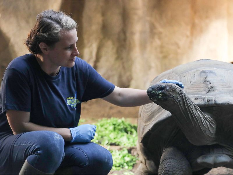 S'approcher des tortues d'Aldabra - Activité Soigneur d'un Jour adulte - ZooParc de Beauval