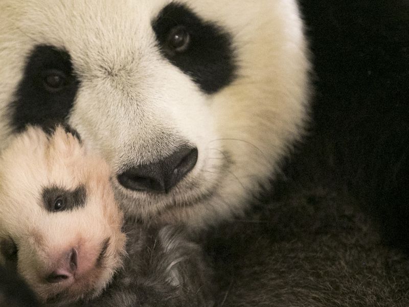 Birth of Yuan Meng, the first giant panda in France - ZooParc de Beauval