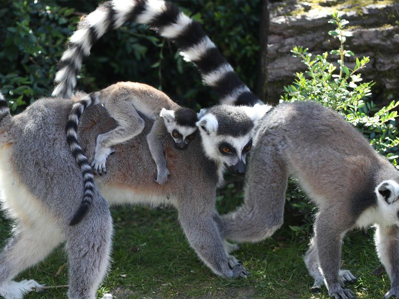 Makis cattas - Animaux extraordinaires du ZooParc