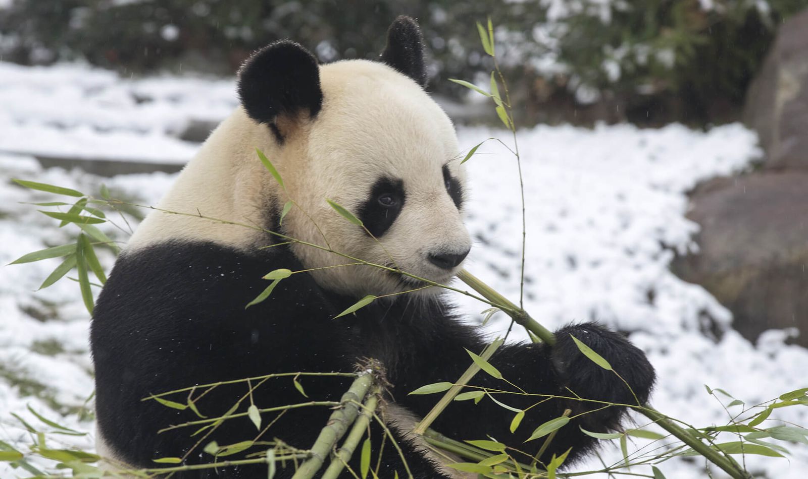 Panda géant sous la neige - Venir en famille - Saison hiver - ZooParc de Beauval