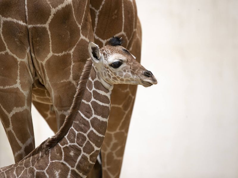 Kimia, notre bébé girafe - Les animaux de La Savane Africaine - ZooParc de Beauval