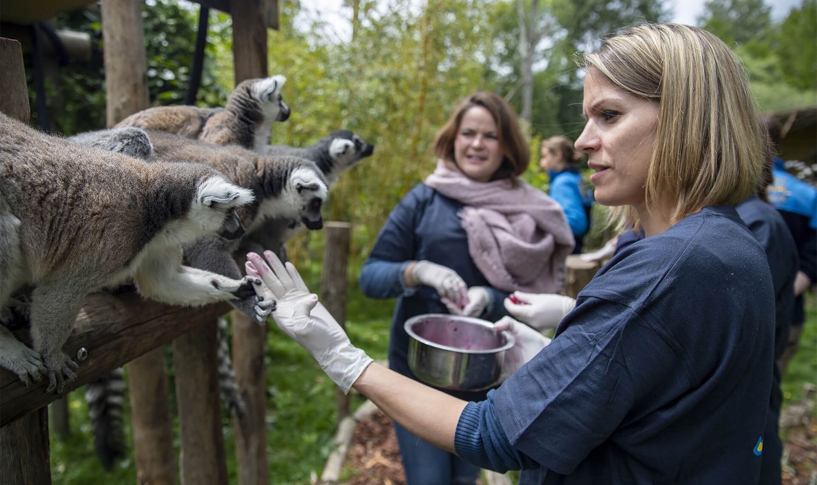 Nourrir les lémuriens - Activité Soigneur d'un Jour - ZooParc de Beauval