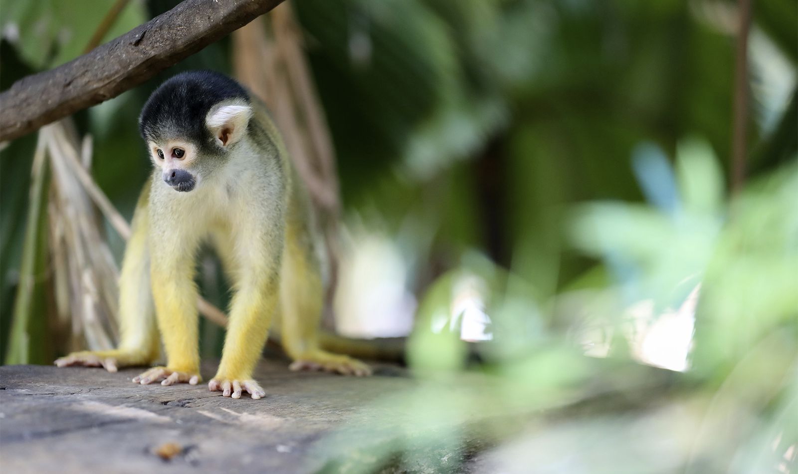 Beauval Nature - Programmes de conservation - ZooParc de Beauval