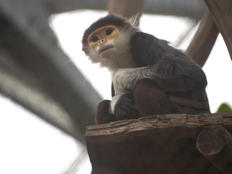 Langur de Douc - Animaux extraordinaires du ZooParc