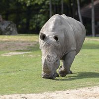 Rhinocéros blanc - Animaux extraordinaires du ZooParc